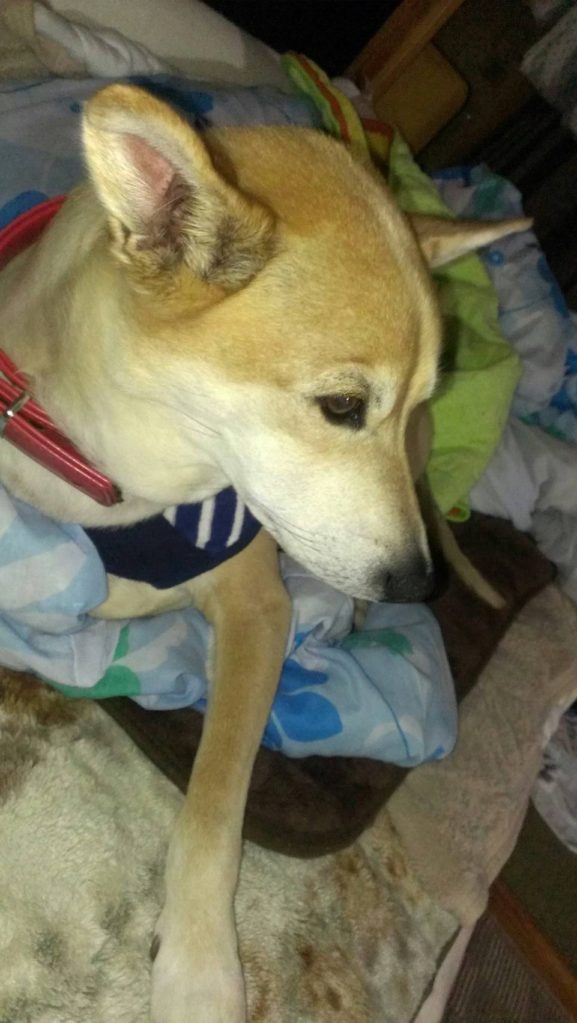17年10月22日夜犬の横顔 私の犬ブログ 名前キララ 犬のおすすめブログです