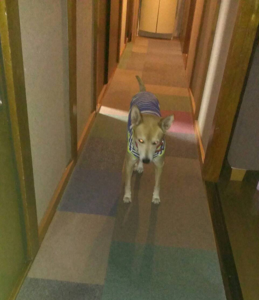夜廊下を歩く犬