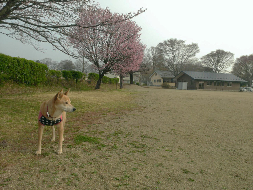 タイトル桜と犬だワン