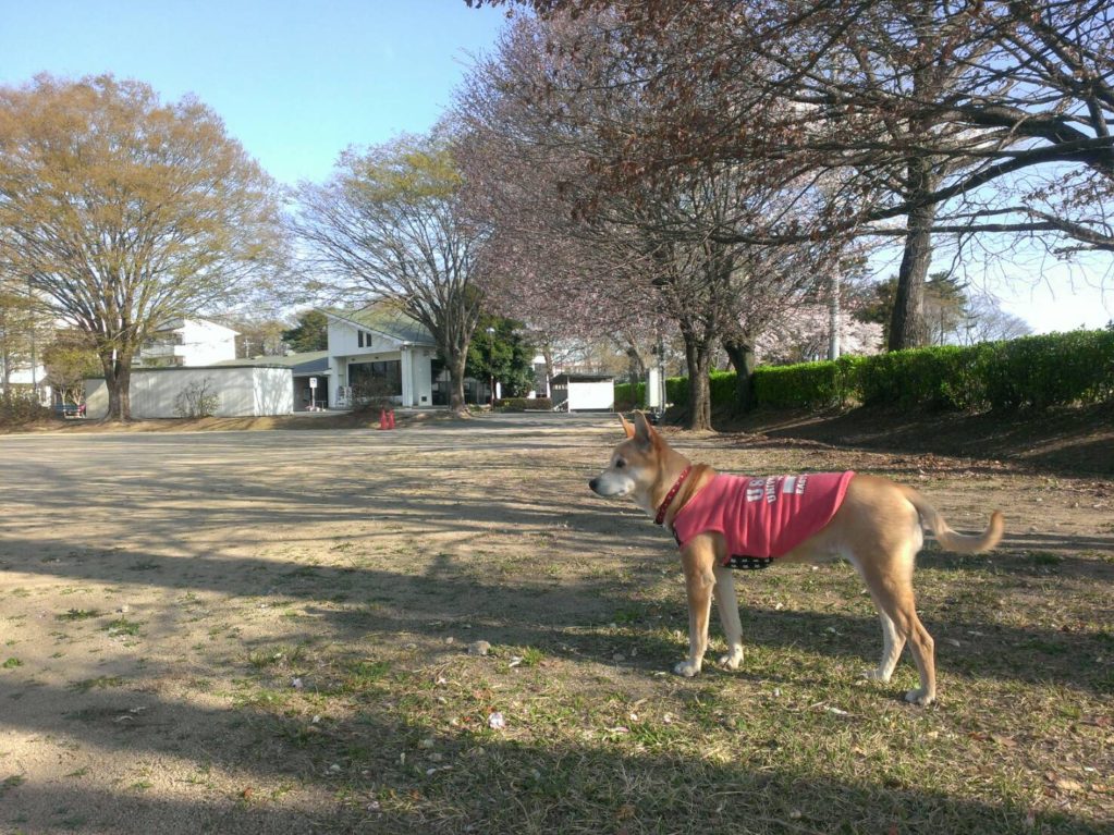 桜をバックに散歩中～♪